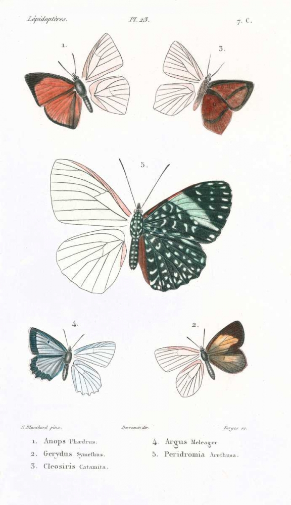 Butterflies, Plate 23 art print by Emile Blanchard for $57.95 CAD