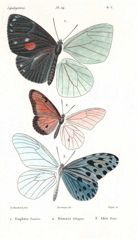 Butterflies, Plate 24 art print by Emile Blanchard for $57.95 CAD