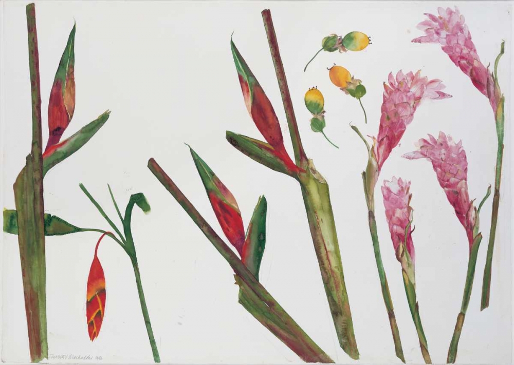 Heliconia, Passion Fruit and Ginger art print by Elizabeth Blackadder for $57.95 CAD