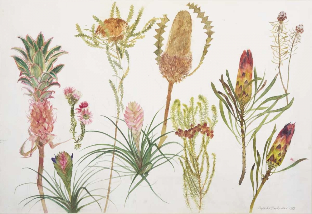 Banksia, Tillandsia, Proteus and Pineapple art print by Elizabeth Blackadder for $57.95 CAD