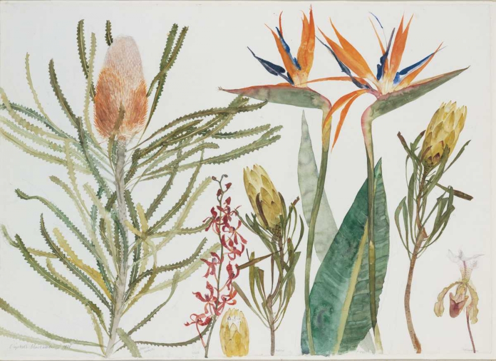 Strelizia, Banksia and Orchids art print by Elizabeth Blackadder for $57.95 CAD