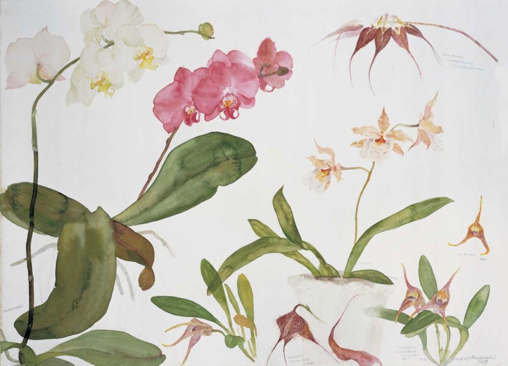 Orchid Studies art print by Elizabeth Blackadder for $57.95 CAD