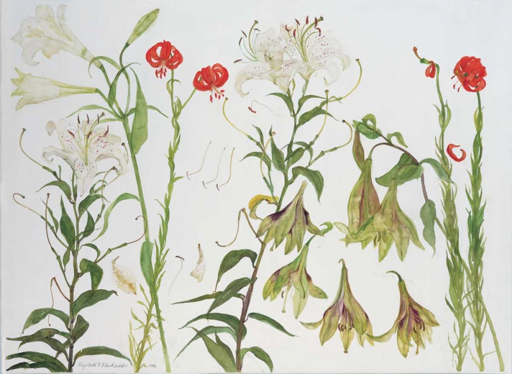 Lilies, Auratum, Nepalense, and Chalcedonicum art print by Elizabeth Blackadder for $57.95 CAD