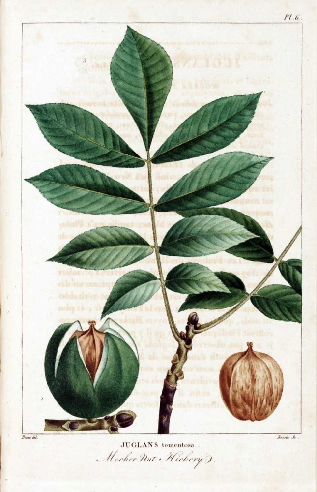 Hickory Nut art print by Francois A. Michaux for $57.95 CAD