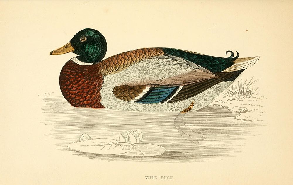 Wild Duck art print by Rev FO Morris for $57.95 CAD