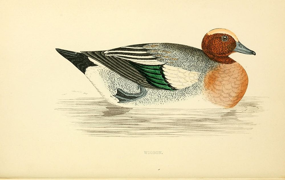 Wigeon art print by Rev FO Morris for $57.95 CAD