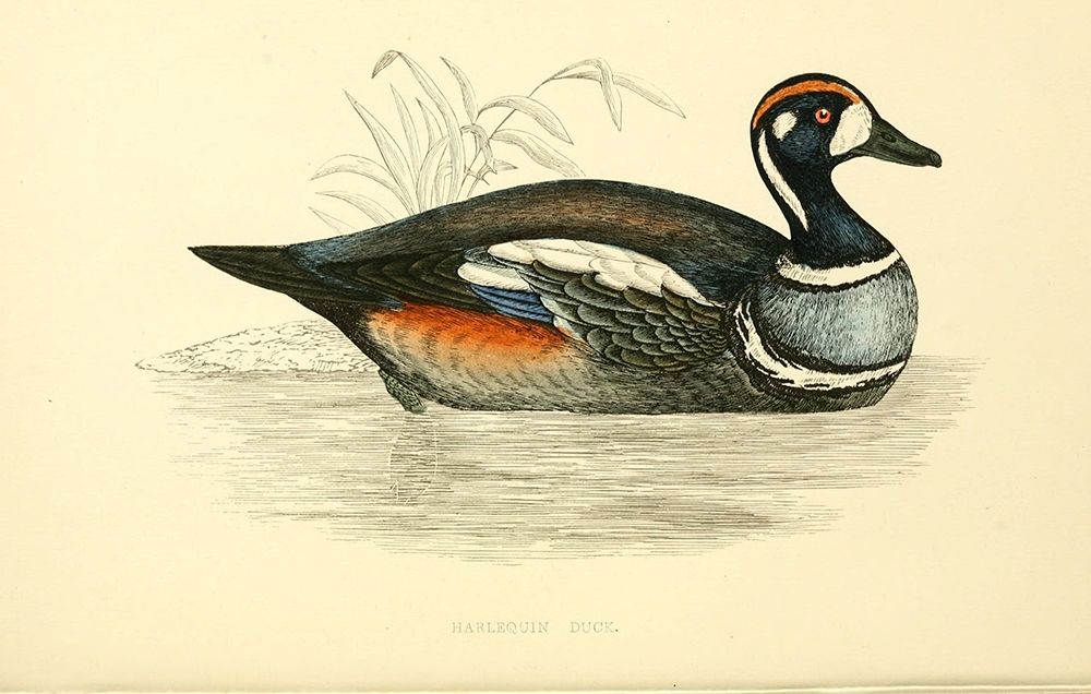 Harlequin Duck art print by Rev FO Morris for $57.95 CAD