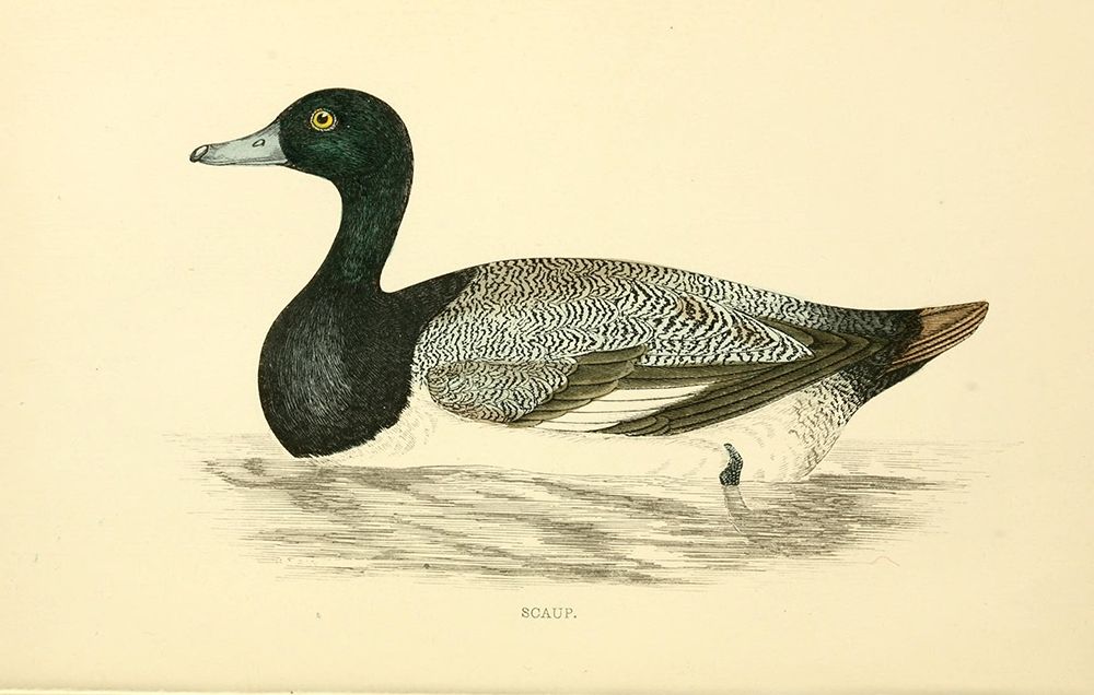Scaup art print by Rev FO Morris for $57.95 CAD