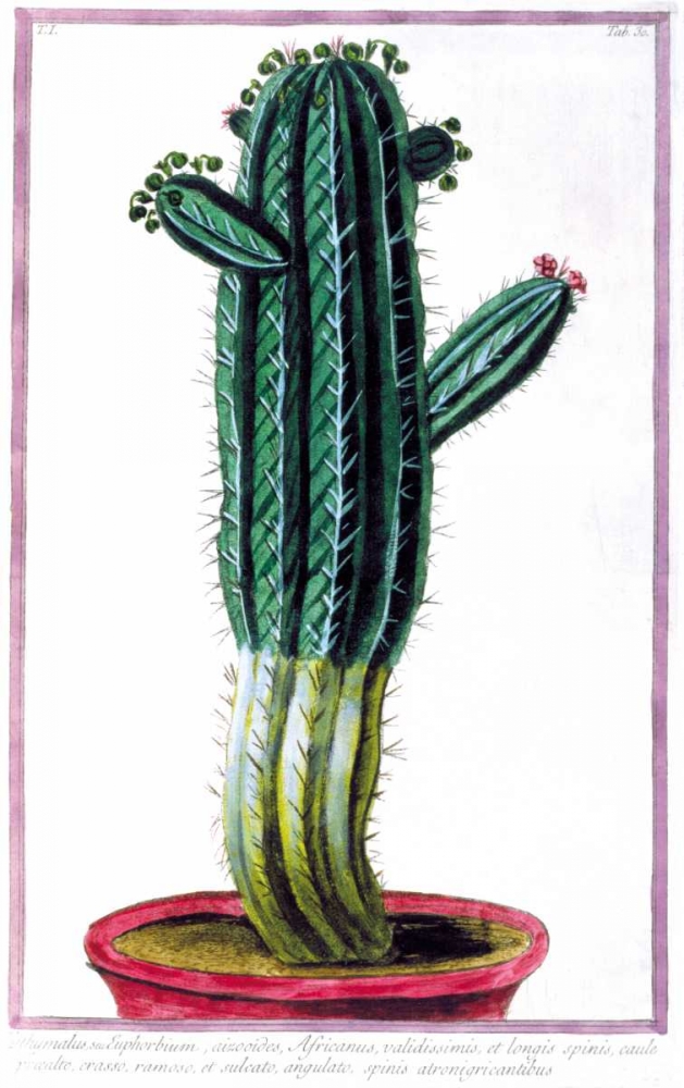 Cactus, Tithymalus art print by Giorgio Bonelli for $57.95 CAD