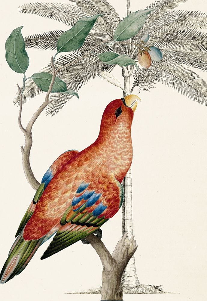 Palm/Lory Parrot art print by Ehret-De Bevere for $57.95 CAD