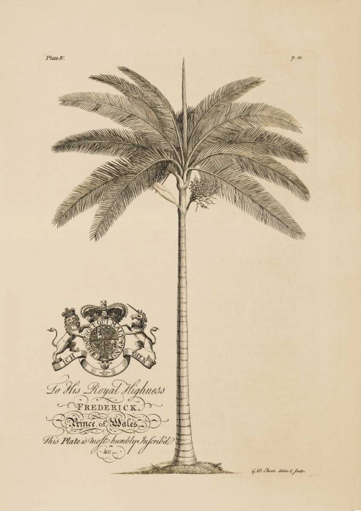 King Palm art print by Georg Ehret for $57.95 CAD