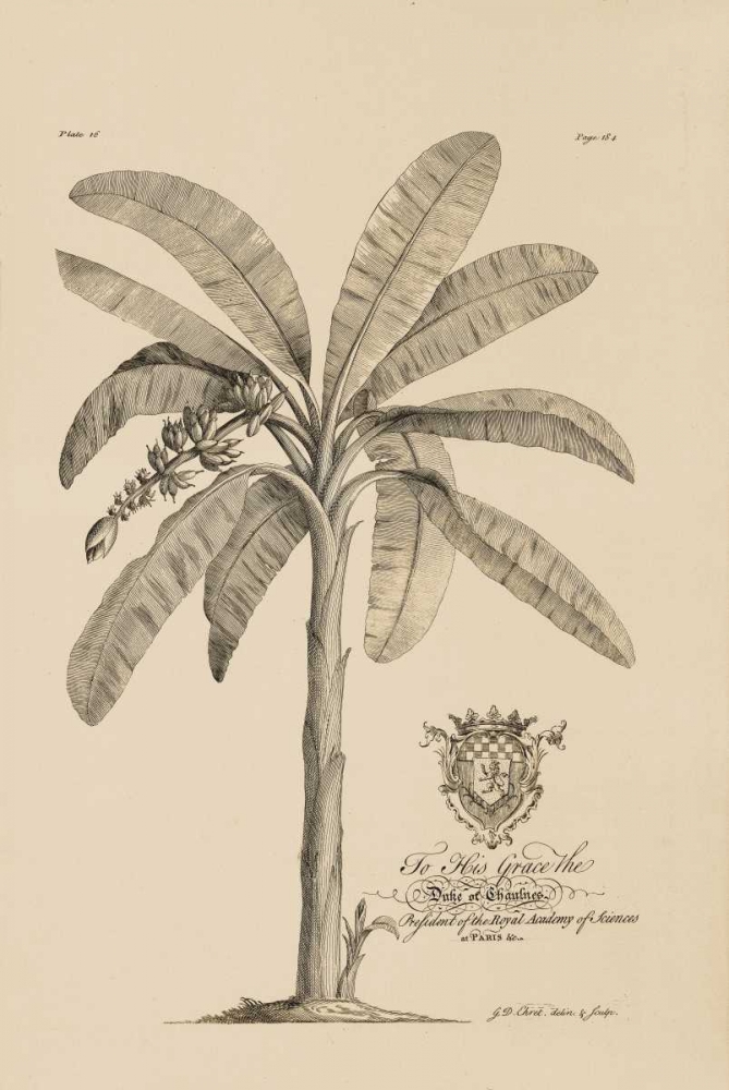 Banana Tree art print by Georg Ehret for $57.95 CAD