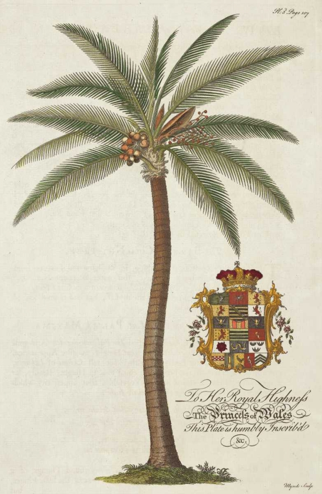 Coconut Palm art print by Georg Ehret for $57.95 CAD