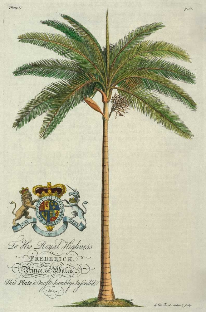 King Palm art print by Georg Ehret for $57.95 CAD