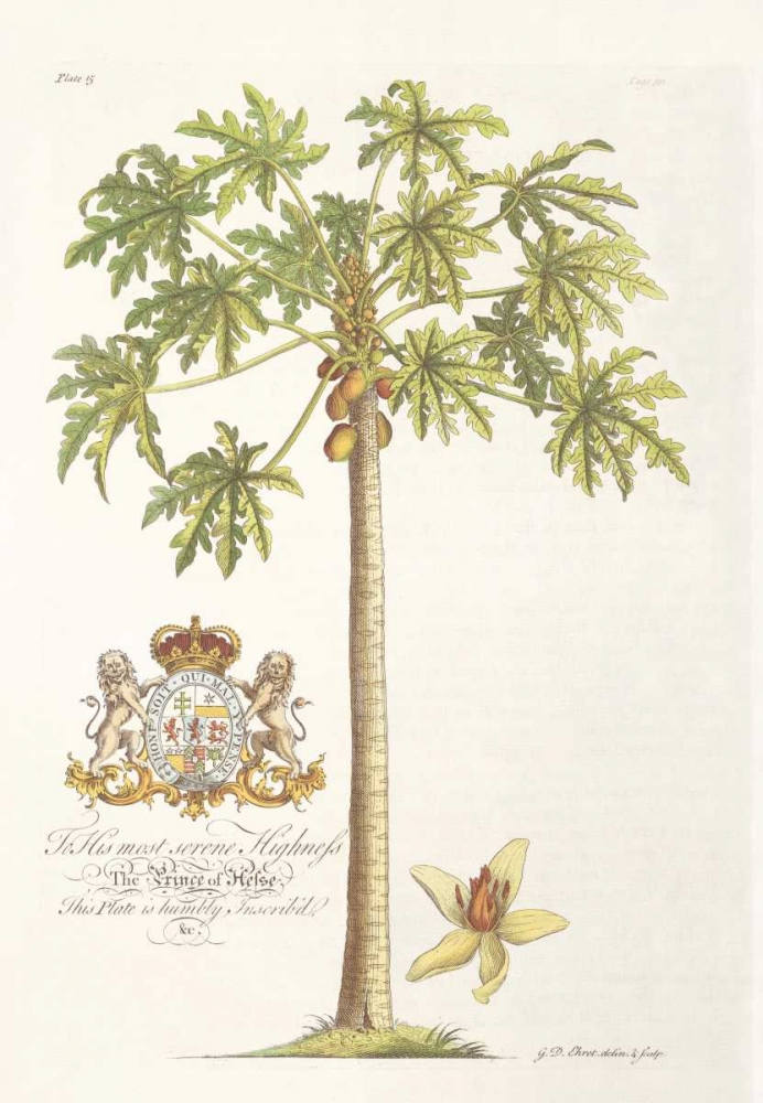 Papaya Tree art print by Georg Ehret for $57.95 CAD