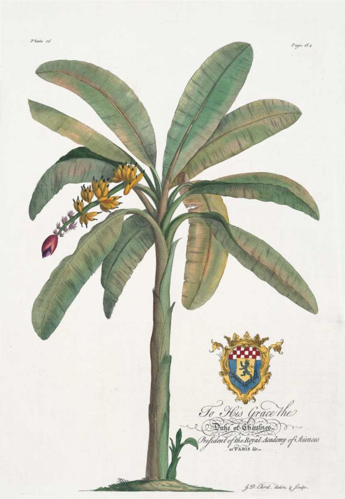 Banana Tree art print by Georg Ehret for $57.95 CAD