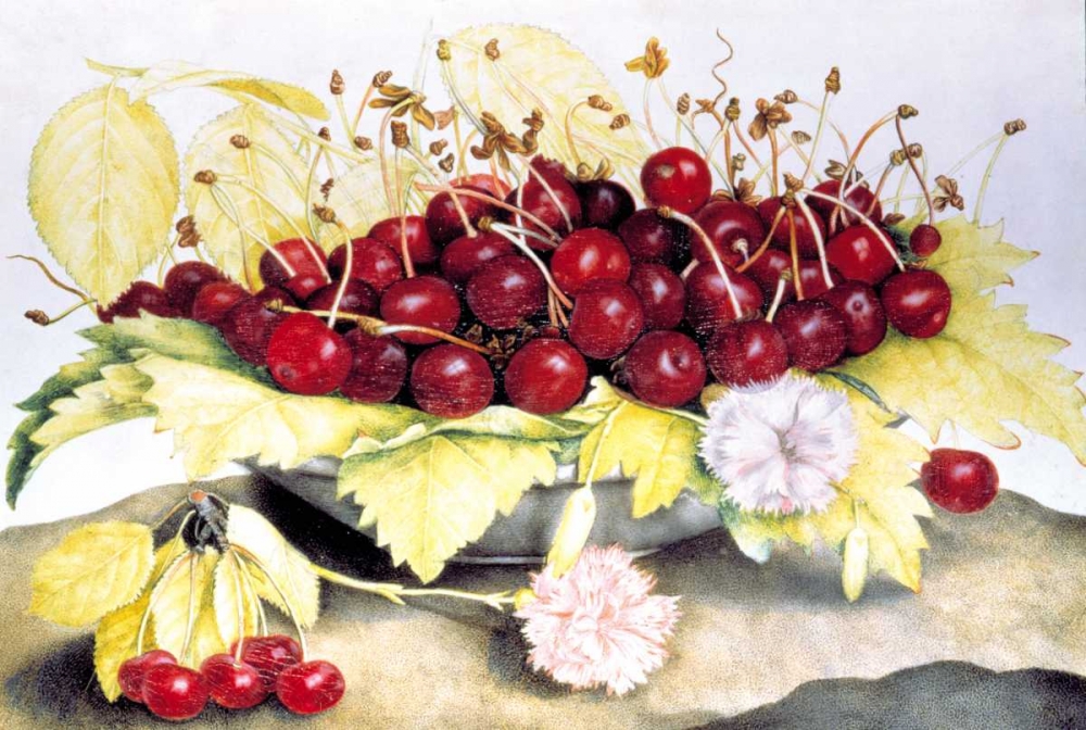Dish of Cherries and Carnation art print by Giovanna Garzoni for $57.95 CAD