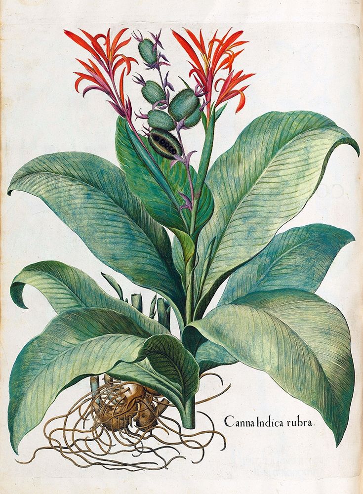 Canna Indica art print by Basilius Besler for $57.95 CAD