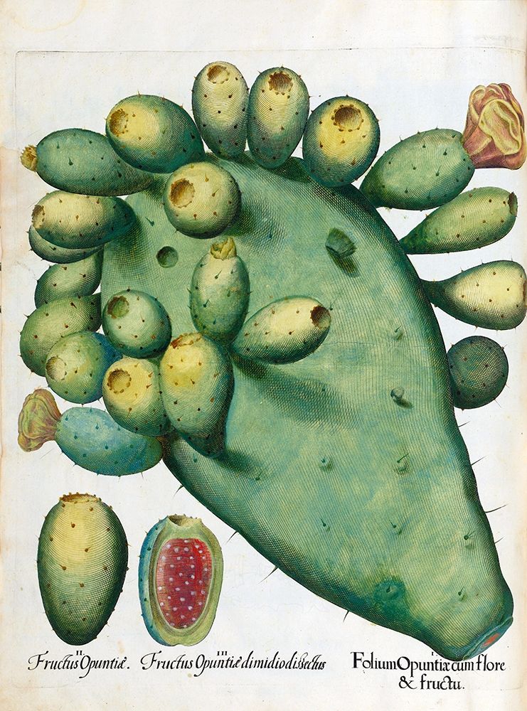 Cactus art print by Basilius Besler for $57.95 CAD