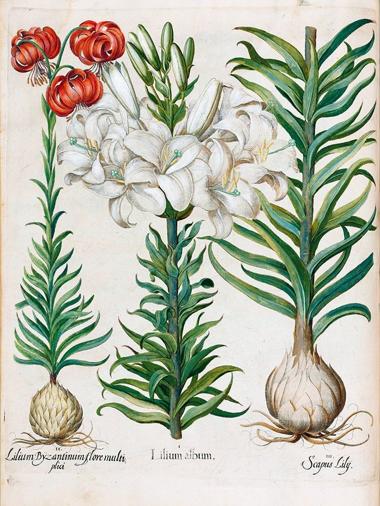 Lilies art print by Basilius Besler for $57.95 CAD