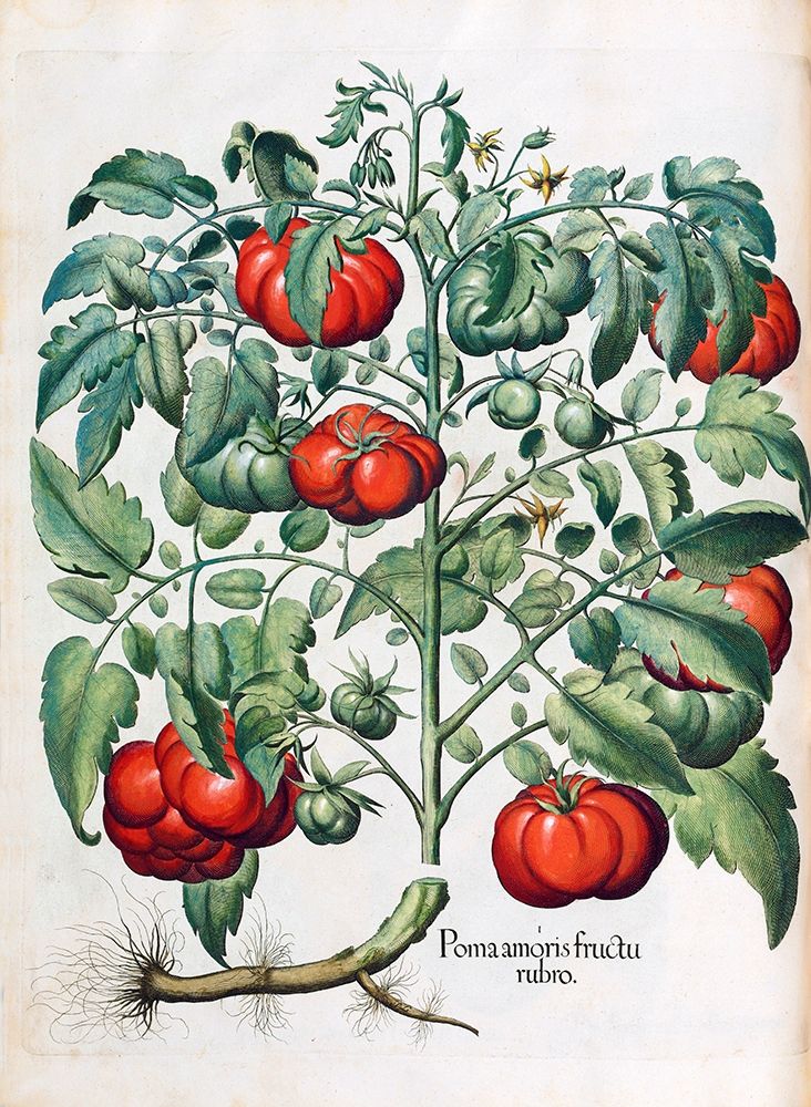 Tomato art print by Basilius Besler for $57.95 CAD