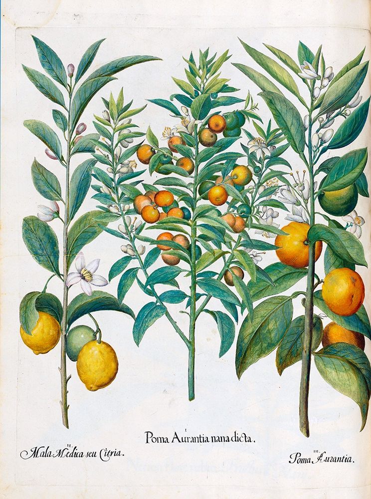 Orange, Lemons art print by Basilius Besler for $57.95 CAD
