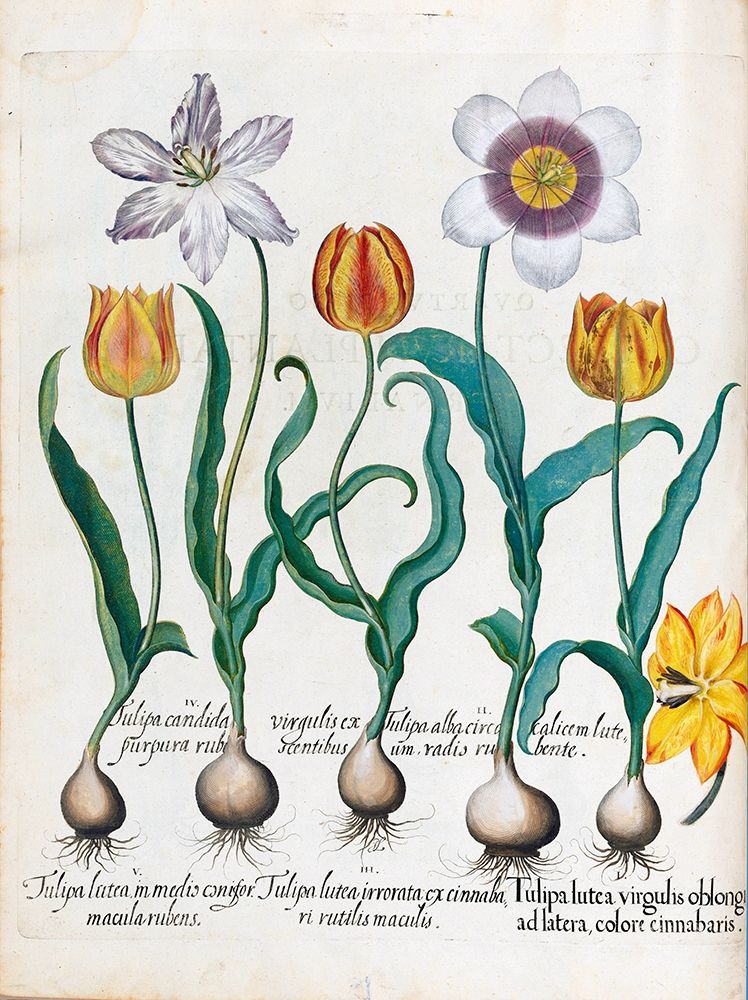 Tullips art print by Basilius Besler for $57.95 CAD