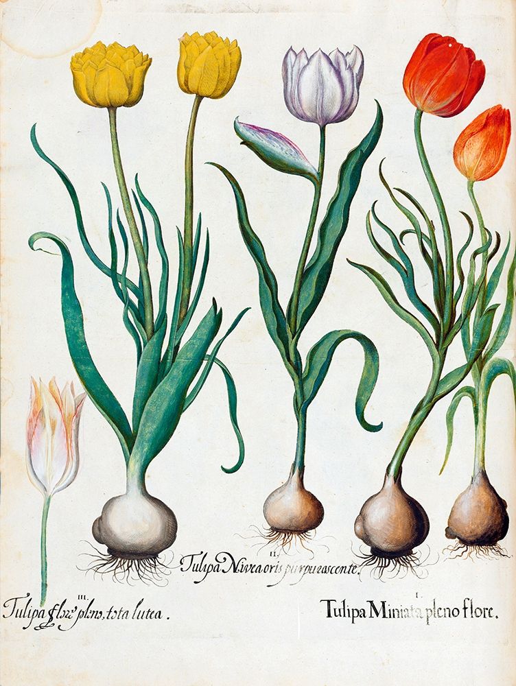 Tulips art print by Basilius Besler for $57.95 CAD