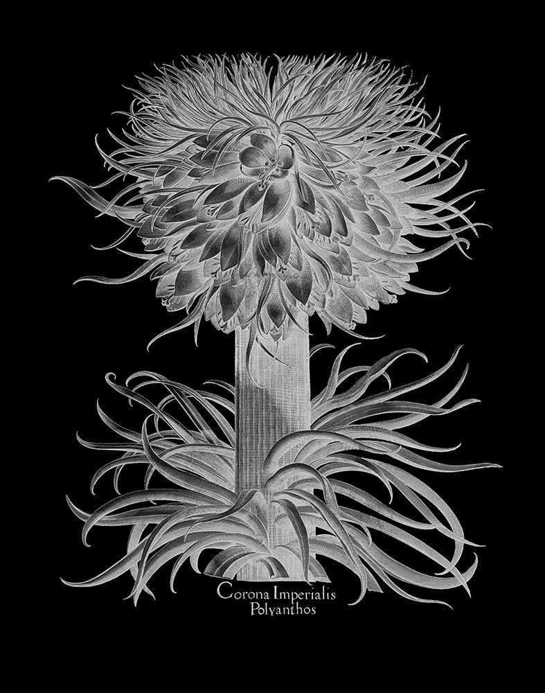 Corona Imperialis Polyanthos art print by Basilius Besler for $57.95 CAD