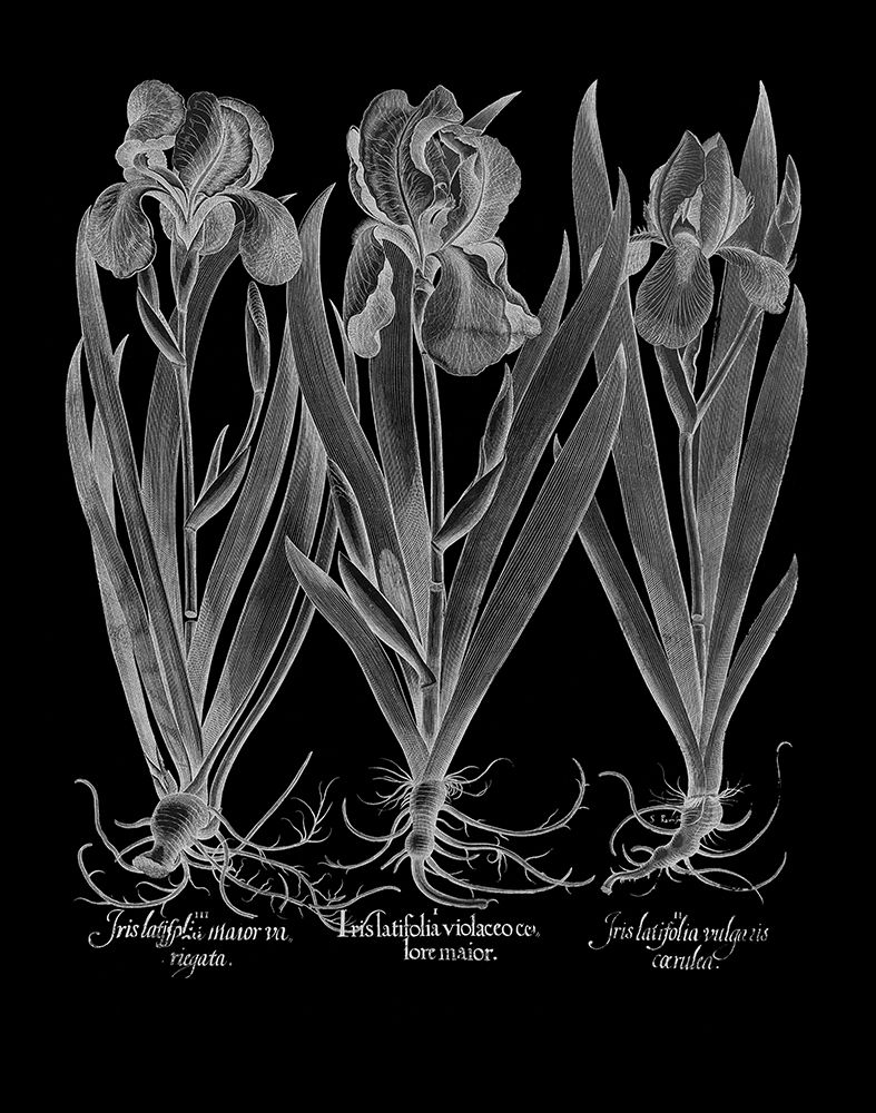 Iris Latifolia art print by Basilius Besler for $57.95 CAD
