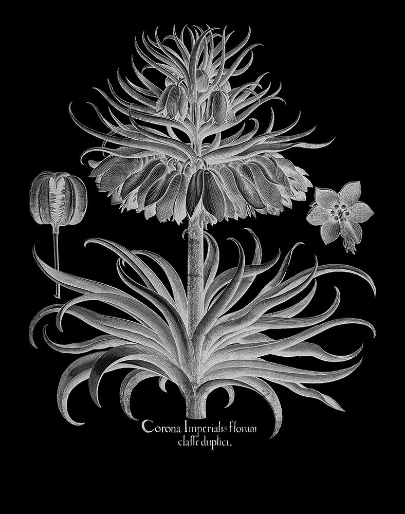 Corona Imperialis Florum art print by Basilius Besler for $57.95 CAD