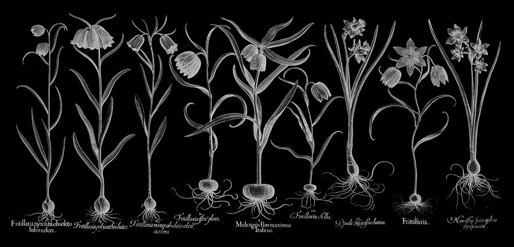 Fritillariae art print by Basilius Besler for $57.95 CAD