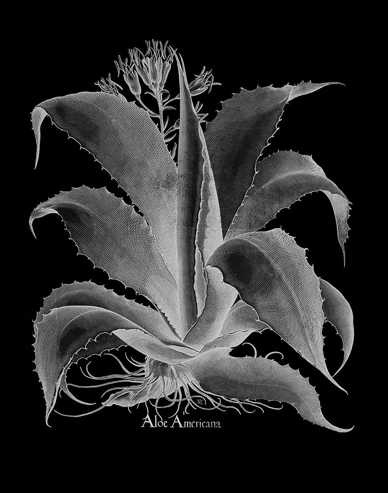 Aloe Americana art print by Basilius Besler for $57.95 CAD