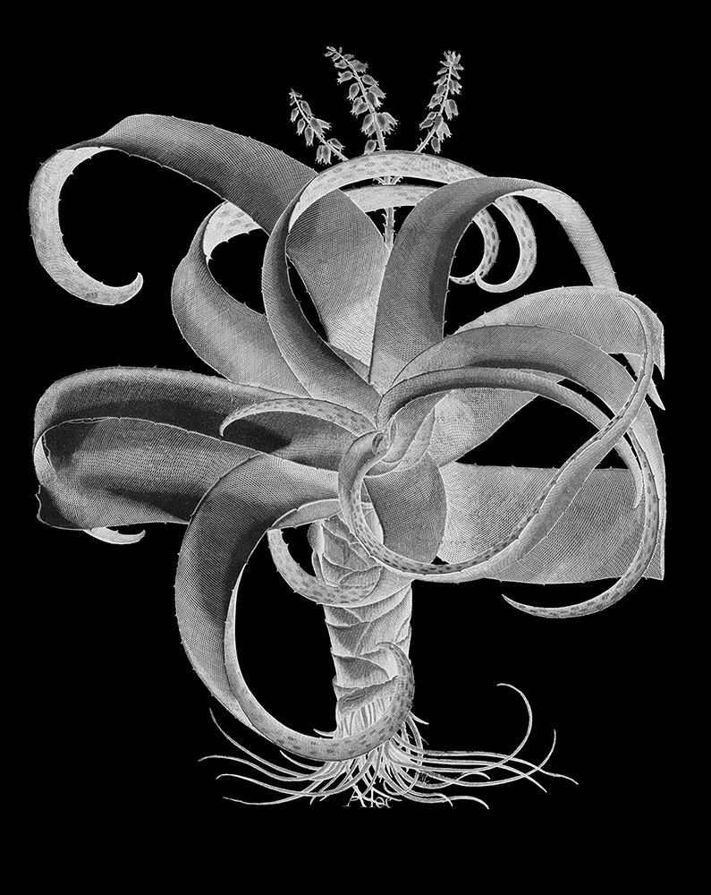 Aloe art print by Basilius Besler for $57.95 CAD