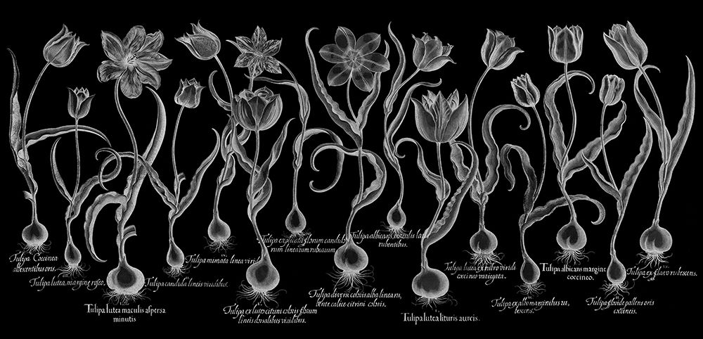 Tulipa art print by Basilius Besler for $57.95 CAD
