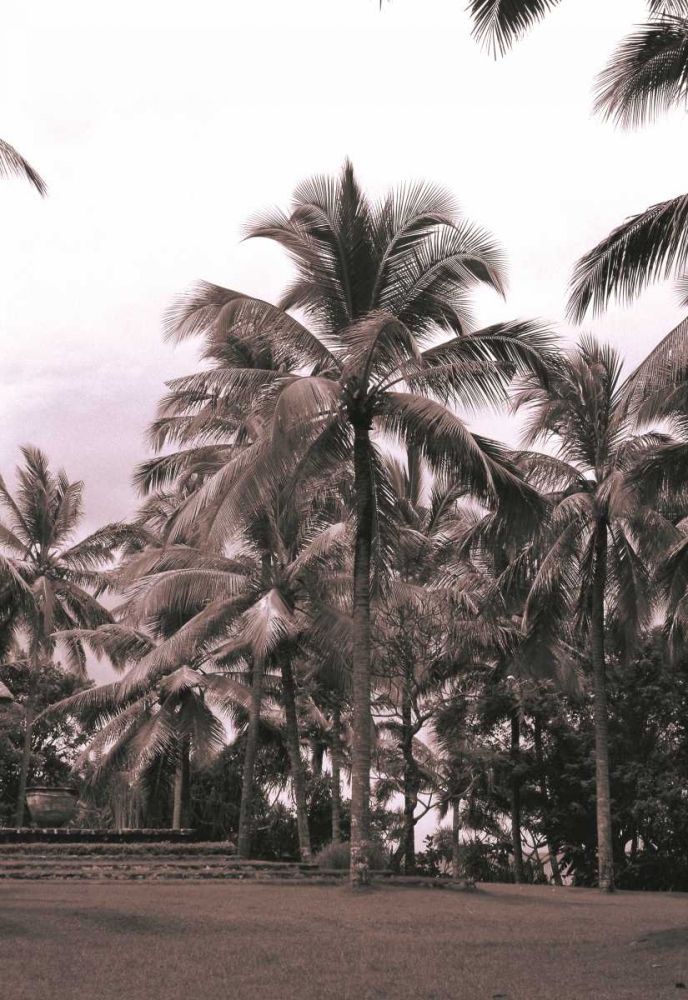 Coconut Palm, Serai art print by Cyril Blue for $57.95 CAD