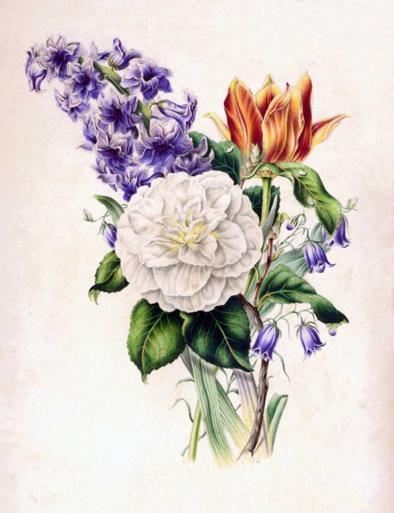 Hyacinth art print by James Andrews for $57.95 CAD