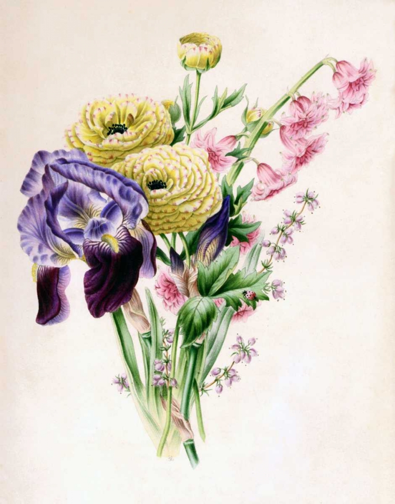 Iris art print by James Andrews for $57.95 CAD