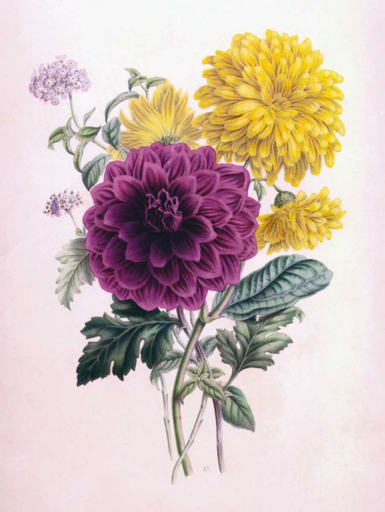 Chrysanthemum art print by James Andrews for $57.95 CAD