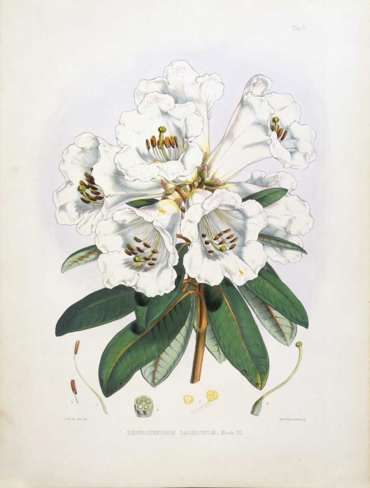 Rhododendron Dalhousiae art print by Joseph Dalton Hooker for $57.95 CAD