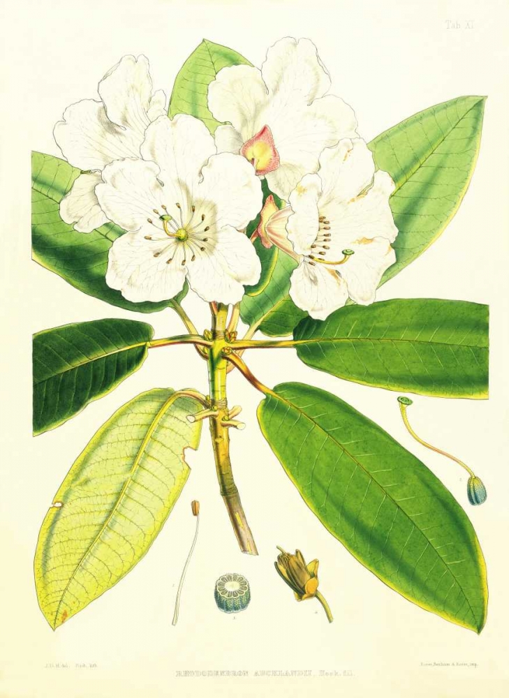 Rhododendron Aucklandii art print by Joseph Hooker for $57.95 CAD