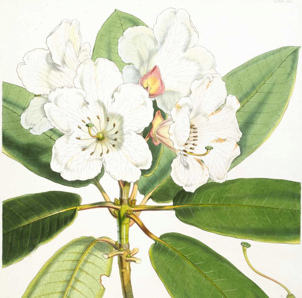 Rhododendron Aucklandii Flower art print by Joseph Dalton Hooker for $57.95 CAD