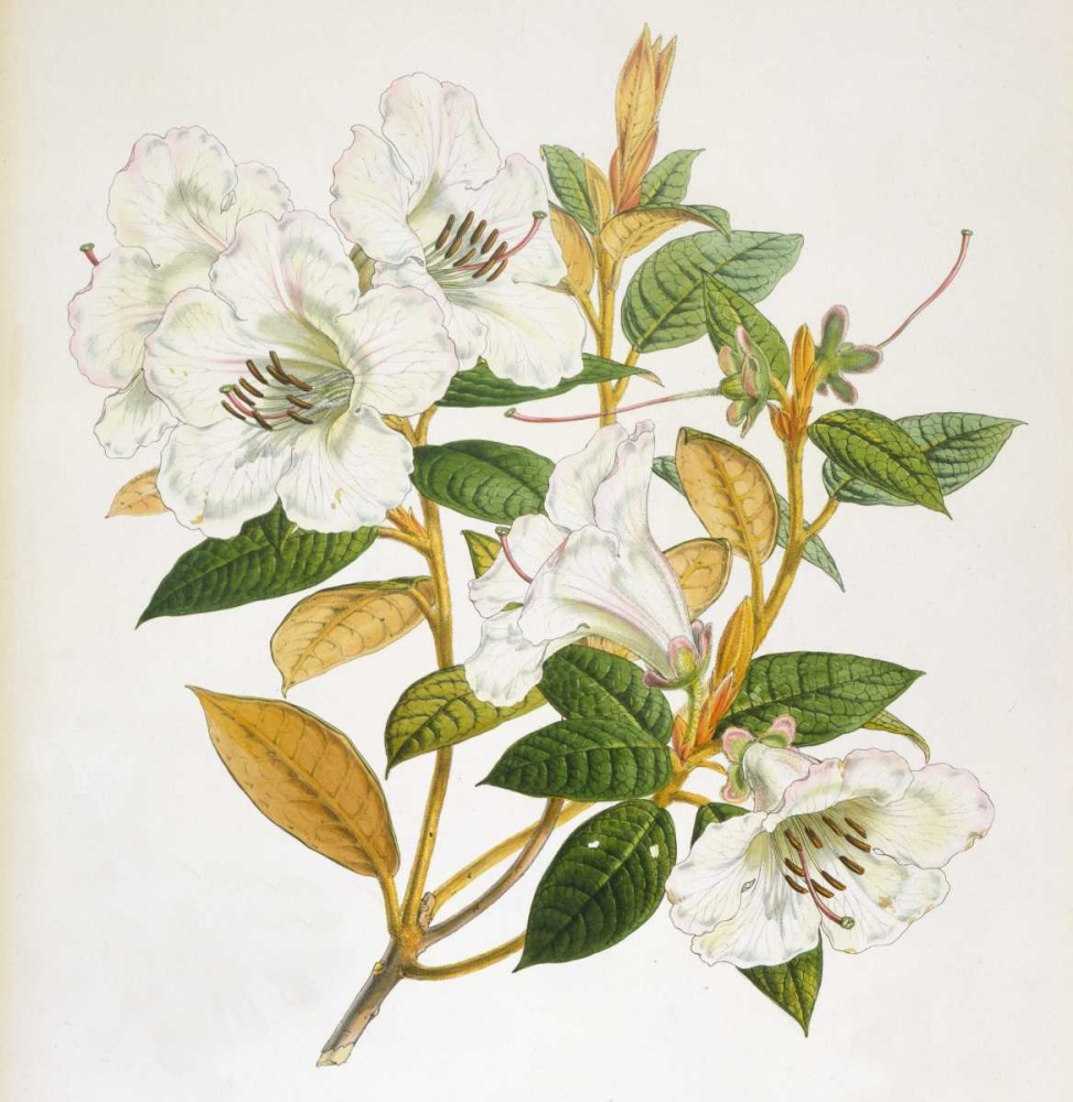 Rhododendron Edgeworthi Flower art print by Joseph Dalton Hooker for $57.95 CAD