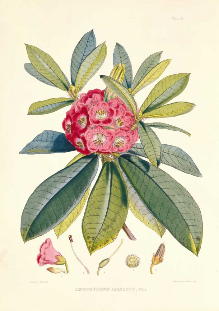 Rhododendron Barbatum art print by Joseph Hooker for $57.95 CAD