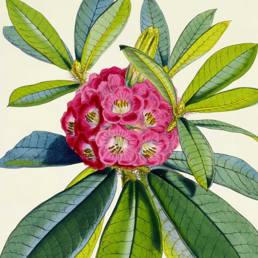 Rhododendron Barbatum Flower art print by Joseph Dalton Hooker for $57.95 CAD