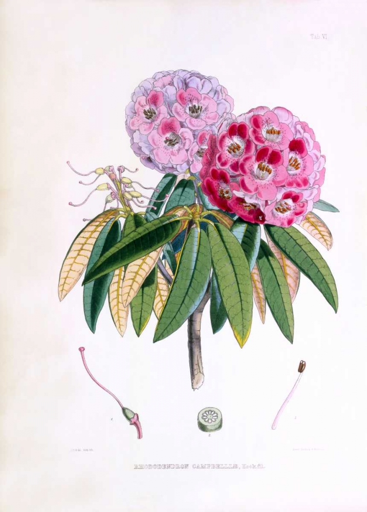 Rhododendron Campbelliae art print by Joseph Dalton Hooker for $57.95 CAD