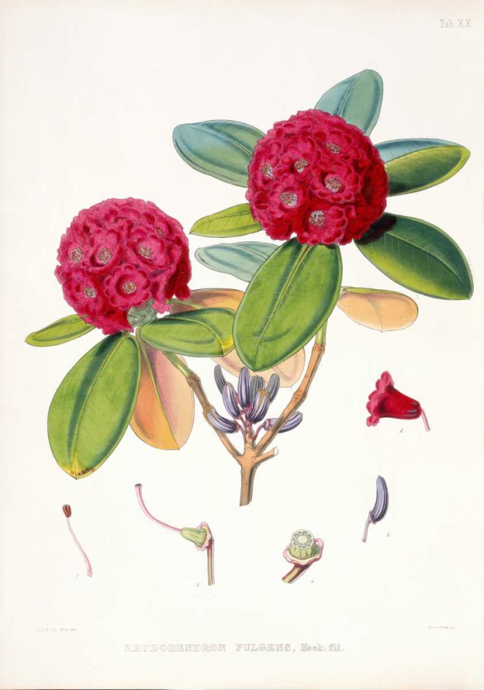 Rhododendron Fulgens art print by Joseph Hooker for $57.95 CAD
