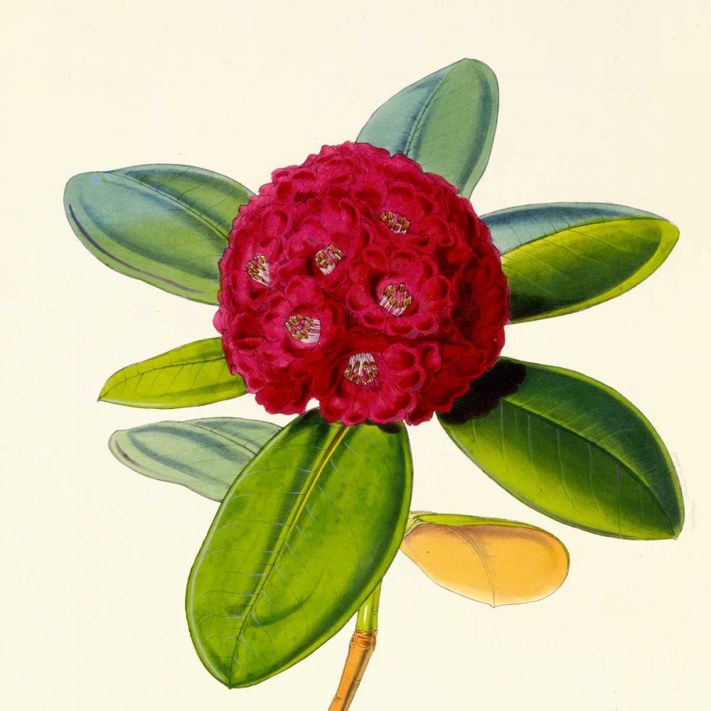 Rhododendron Fulgens Flower art print by Joseph Dalton Hooker for $57.95 CAD