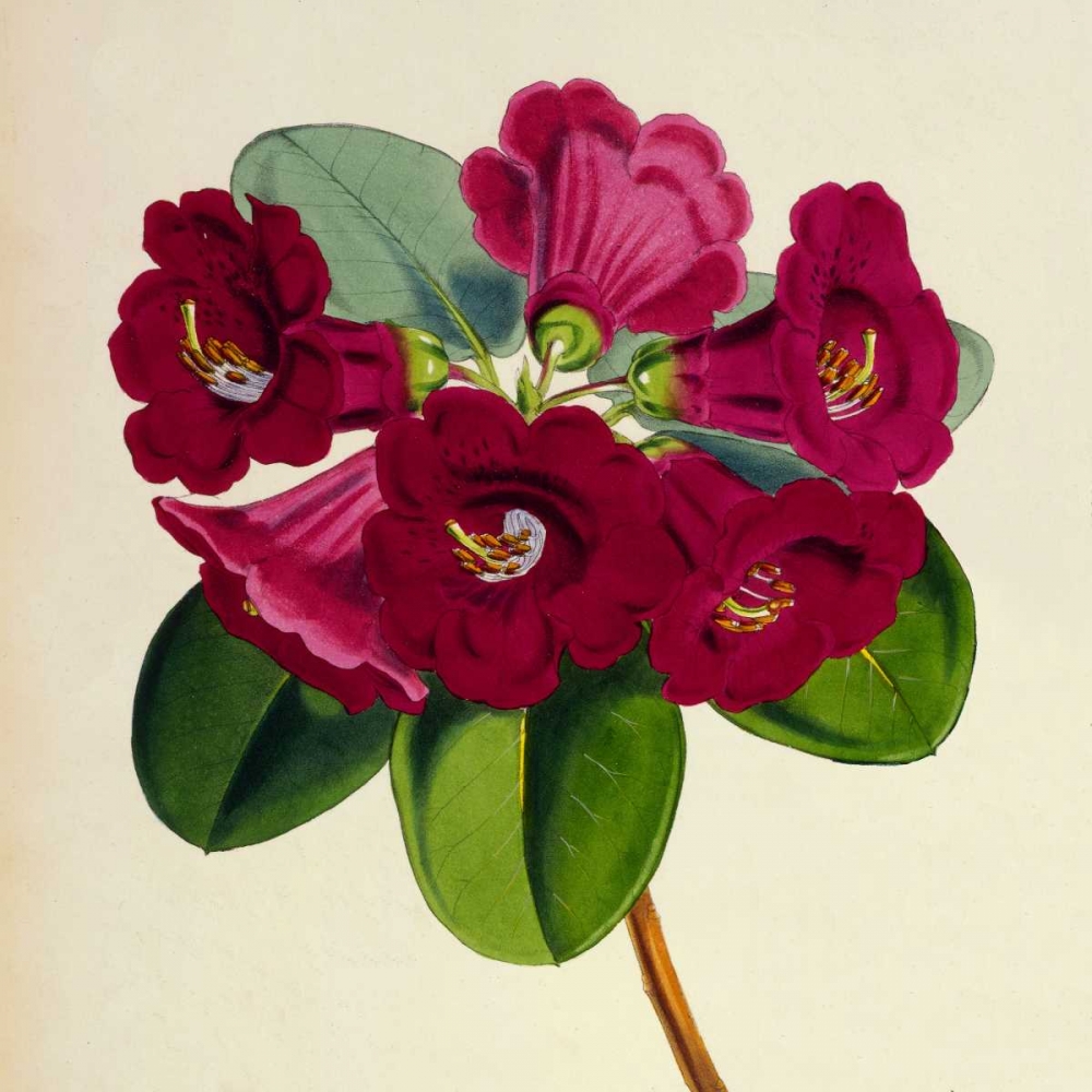 Rhododendron Thomsoni Flower art print by Joseph Dalton Hooker for $57.95 CAD