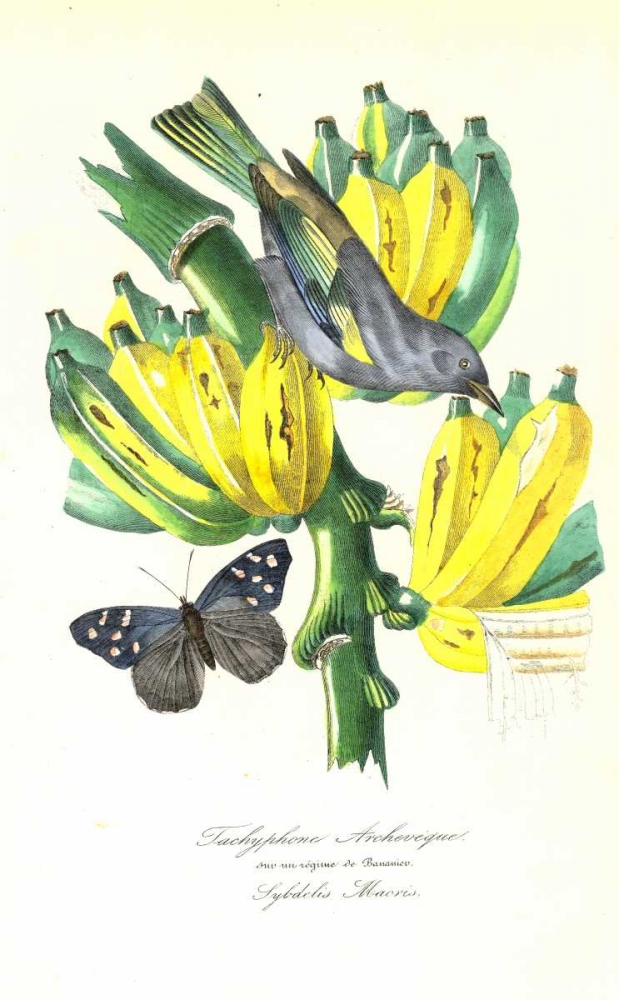 Finch on Bunch of Bananas art print by 1842 Anonymous for $57.95 CAD